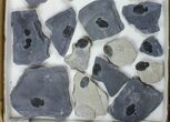 Lot: Elrathia Trilobite Molt Fossils In Rock - Pieces #138123-1